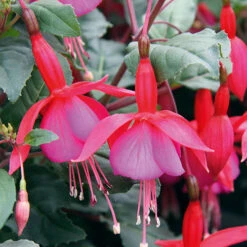 Complete Hardy Fuchsia Collection -Garden Centre Store 400947 4