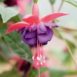 Complete Hardy Fuchsia Collection -Garden Centre Store 400947 5