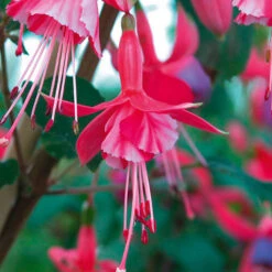 Complete Hardy Fuchsia Collection -Garden Centre Store 400947 6