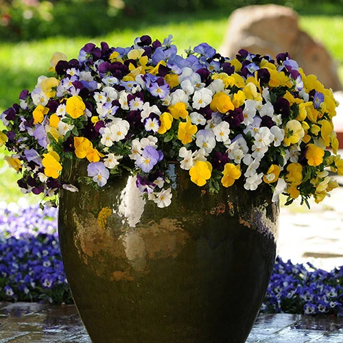 Trailing Hardy Pansy 'Cool Wave' Mix 1 Trailing Hardy Pansy 'Cool Wave' Mix