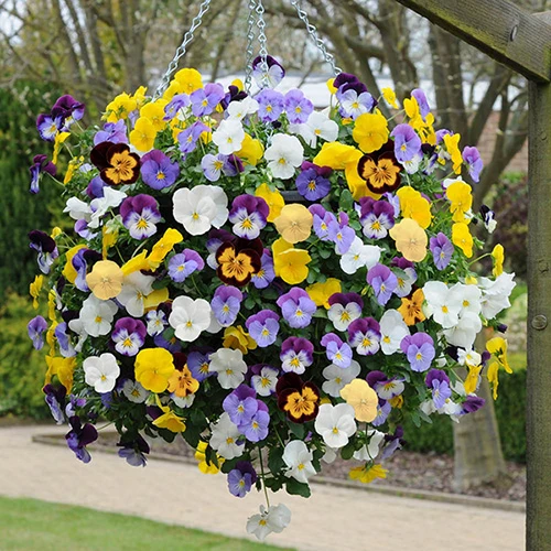 Trailing Hardy Pansy 'Cool Wave' Mix 2 Trailing Hardy Pansy 'Cool Wave' Mix - Image 2