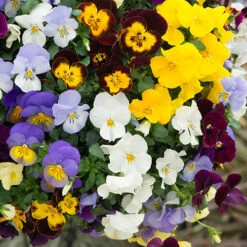 Trailing Hardy Pansy 'Cool Wave' Mix 7 Trailing Hardy Pansy 'Cool Wave' Mix -Garden Centre Store 400967 2
