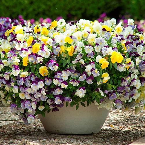 Trailing Hardy Pansy 'Cool Wave' Mix 4 Trailing Hardy Pansy 'Cool Wave' Mix - Image 4