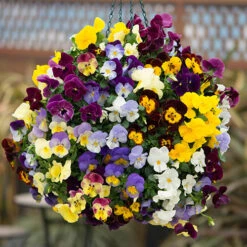 Trailing Hardy Pansy 'Cool Wave' Mix 9 Trailing Hardy Pansy 'Cool Wave' Mix -Garden Centre Store 400967 4