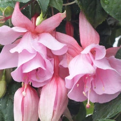 Fuchsia 'Julie Horton'