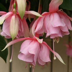 Fuchsia 'Julie Horton' -Garden Centre Store 400997 2
