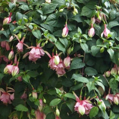 Fuchsia 'Julie Horton' -Garden Centre Store 400997 3