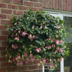 Fuchsia 'Julie Horton' -Garden Centre Store 400997 4