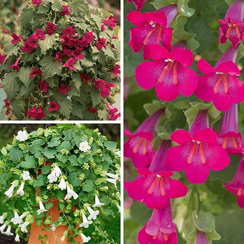 Mixed Lofos Collection 1 Mixed Lofos Collection