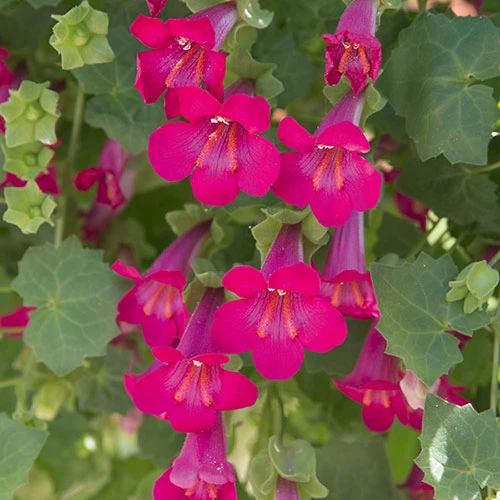 Mixed Lofos Collection 2 Mixed Lofos Collection - Image 2