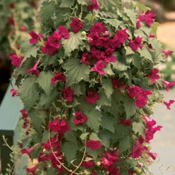 Mixed Lofos Collection 6 Mixed Lofos Collection -Garden Centre Store 401010 2