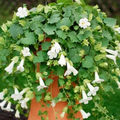 Mixed Lofos Collection 7 Mixed Lofos Collection -Garden Centre Store 401010 3