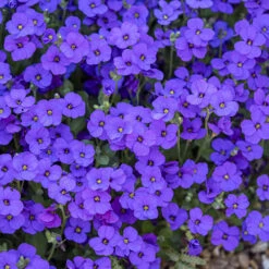 Aubretia Royal Mix 5 Aubretia Royal Mix -Garden Centre Store 401147 2