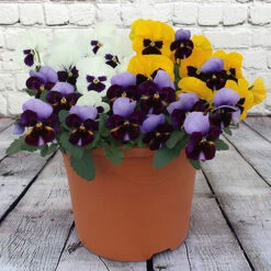 Pansy Colourburst -Garden Centre Store 401155 2