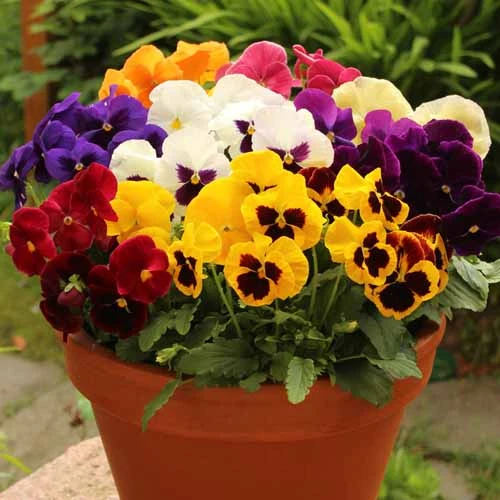 Pansy Grande Fragrance 1 Pansy Grande Fragrance