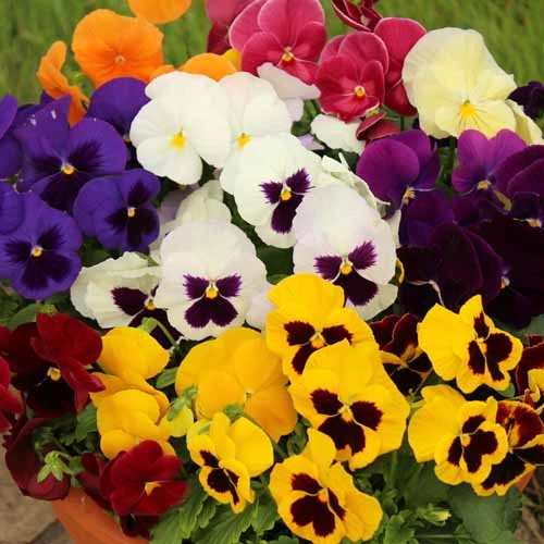 Pansy Grande Fragrance 2 Pansy Grande Fragrance - Image 2