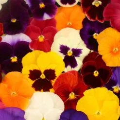 Pansy Grande Fragrance 9 Pansy Grande Fragrance -Garden Centre Store 401157 3