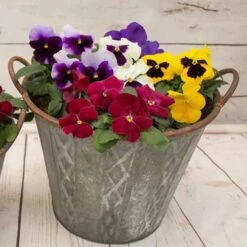 Pansy Grande Fragrance 10 Pansy Grande Fragrance -Garden Centre Store 401157 4