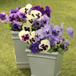 Pansy Oceana