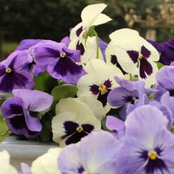 Pansy Oceana -Garden Centre Store 401158 2