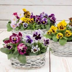 Pansy Can Can -Garden Centre Store 401161 2