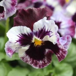 Pansy Can Can -Garden Centre Store 401161 4