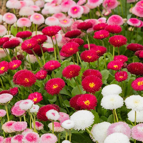 ?Bellis Belle? Bedding Plants 60 Plugs 1 ?Bellis Belle? Bedding Plants 60 Plugs