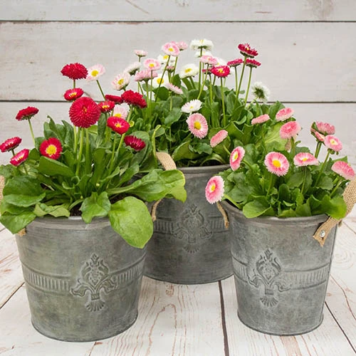 ?Bellis Belle? Bedding Plants 60 Plugs 2 ?Bellis Belle? Bedding Plants 60 Plugs - Image 2