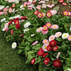 ?Bellis Belle? Bedding Plants 60 Plugs 5 ?Bellis Belle? Bedding Plants 60 Plugs -Garden Centre Store 401163 2