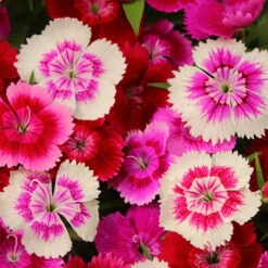 Dianthus Sweet William 'Gem' -Garden Centre Store 401164 2