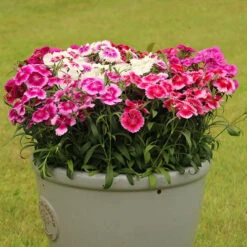 Dianthus Sweet William 'Gem' -Garden Centre Store 401164 3