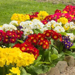 Polyanthus High Seas -Garden Centre Store 401166 2