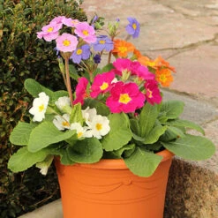 Polyanthus High Seas -Garden Centre Store 401166 3