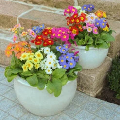 Polyanthus High Seas -Garden Centre Store 401166 4