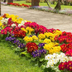 Polyanthus High Seas -Garden Centre Store 401166 5