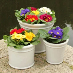 Primrose Harlequin -Garden Centre Store 401168 2