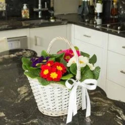 Primrose Rainbow -Garden Centre Store 401169 2