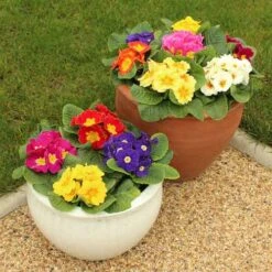 Primrose Rainbow -Garden Centre Store 401169 3