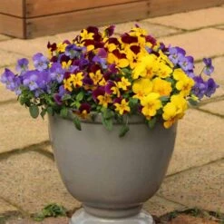 Pansy Cascadia XL Trailing -Garden Centre Store 401172 2