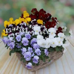 Pansy Cascadia XL Trailing -Garden Centre Store 401172 3