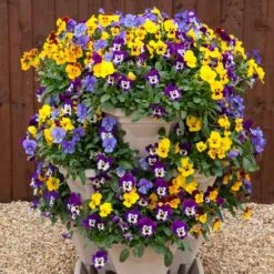 Pansy Cascadia XL Trailing -Garden Centre Store 401172 4