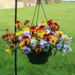 Pansy Cascadia XL Trailing -Garden Centre Store 401172 5