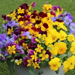 Pansy Cascadia XL Trailing -Garden Centre Store 401172 6