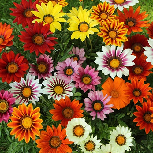 Gazania Sunrise Mix 1 Gazania Sunrise Mix