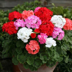 Geranium 'Parade'