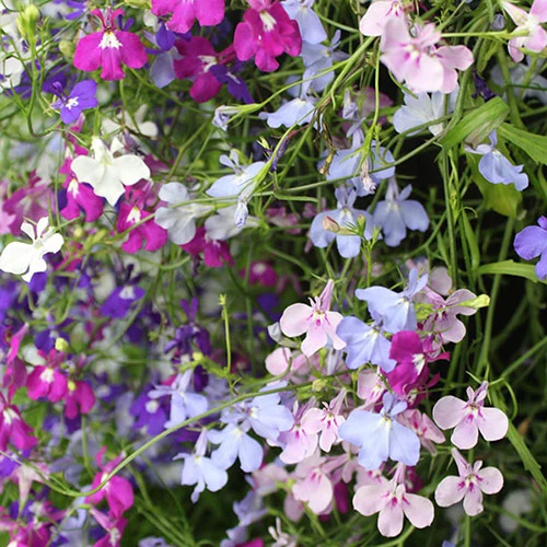 Lobelia Trail Away 1 Lobelia Trail Away