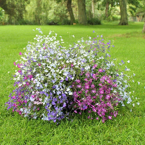 Lobelia Trail Away 2 Lobelia Trail Away - Image 2