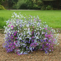 Lobelia Trail Away 10 Lobelia Trail Away -Garden Centre Store 401345 4