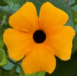 Thunbergia Sunny Mixed -Garden Centre Store 401394 2