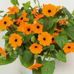 Thunbergia Sunny Mixed -Garden Centre Store 401394 5